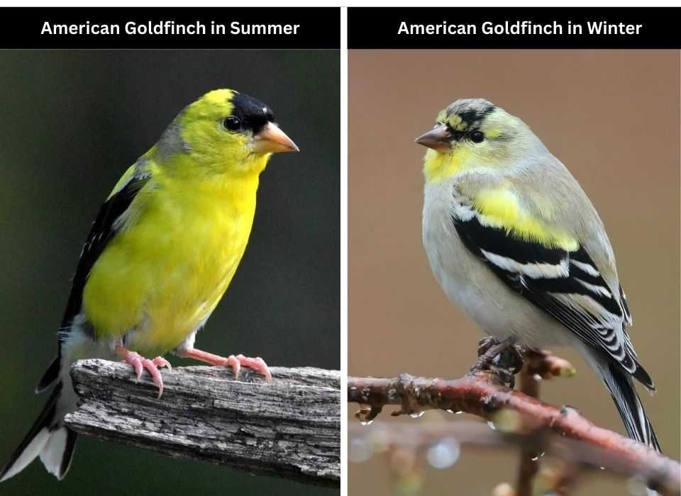 A side-by-side comparison of an American Goldfinches plumage in summer and winter.