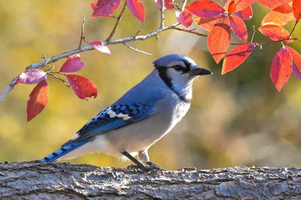 A Blue Jay perched in a backyard tree.