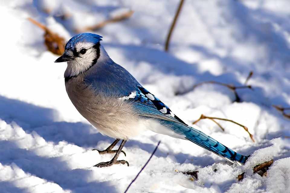 A blue jay in foraging in the snow in winter.