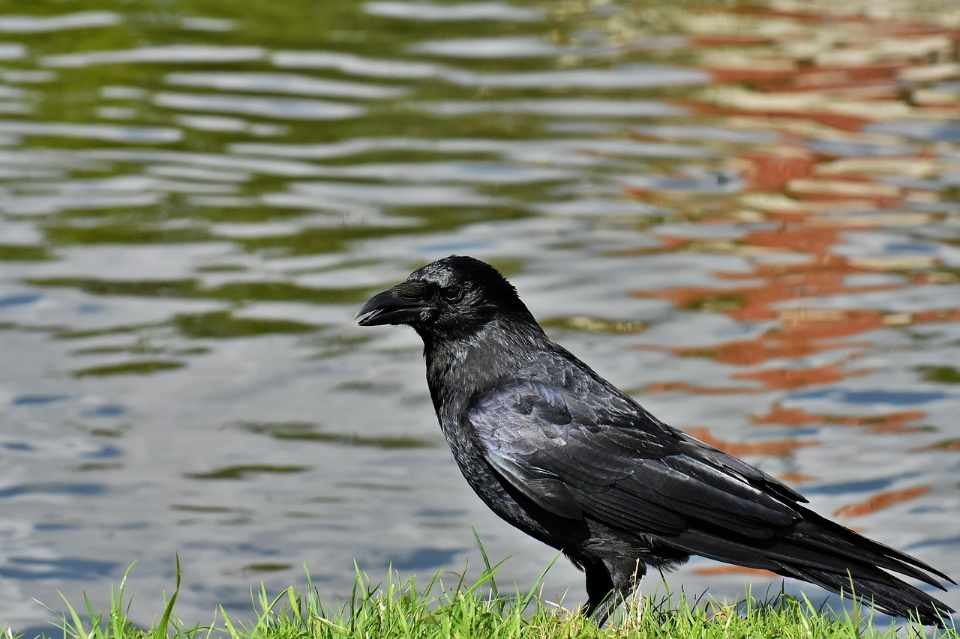 A Common Raven foraging near a body of water.