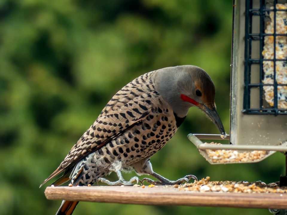 A Northern Flicker at a backyard bird feeder.