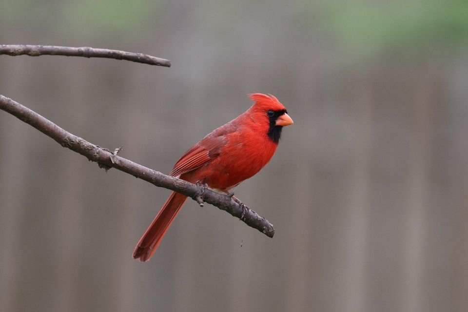 A male Northern Cardinal perched on a thin branch.