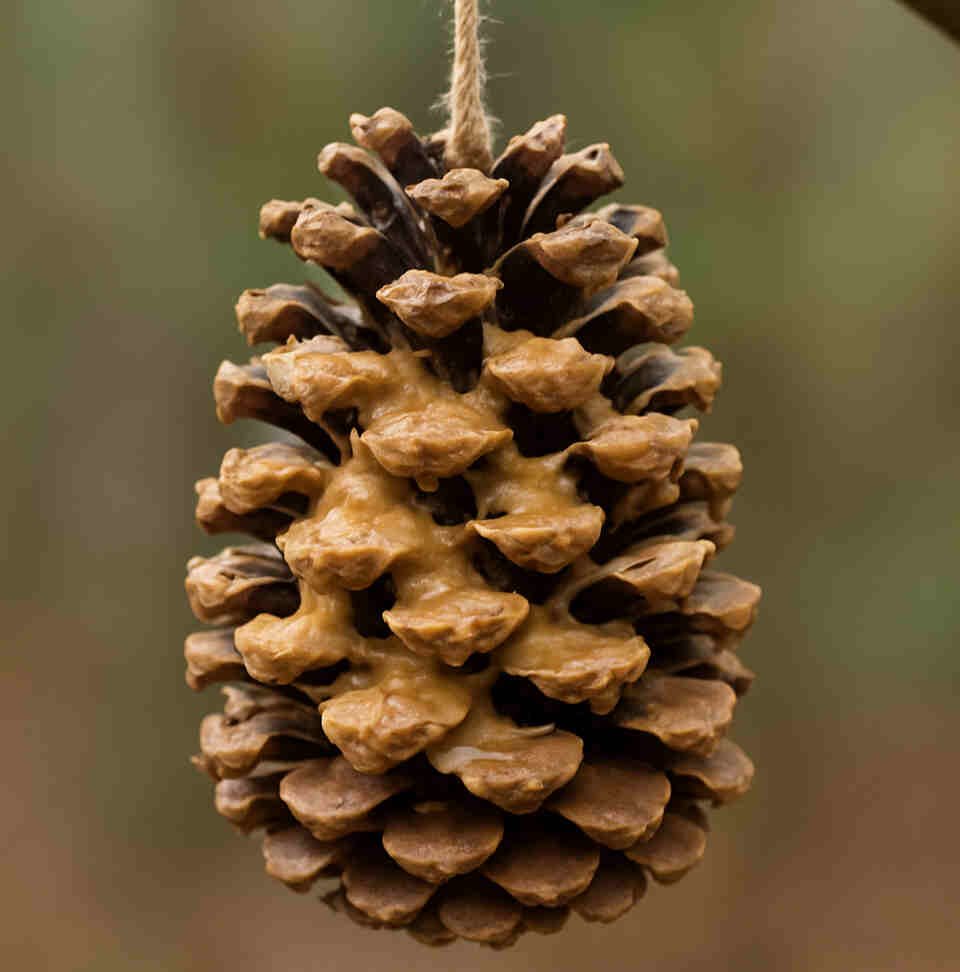 A pine cone bird feeder with peanut butter on it.
