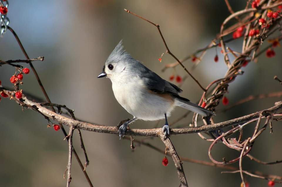 A Tufted Titmouse perched in a backyard tree in winter.