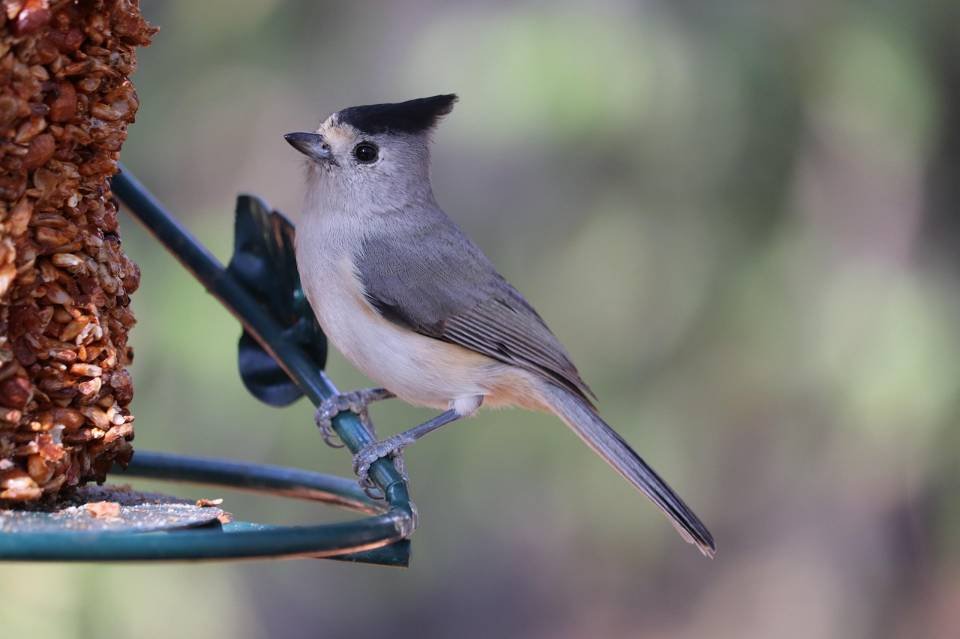 A Tufted Titmouse at a backyard feeder.