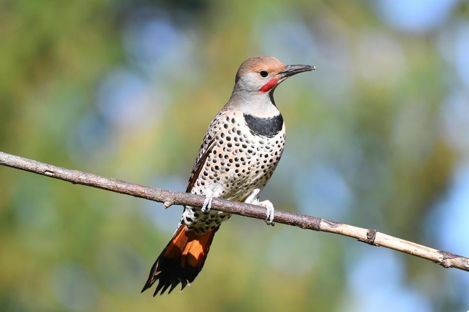 A Red-shafted Northern Flicker perched on a branch.