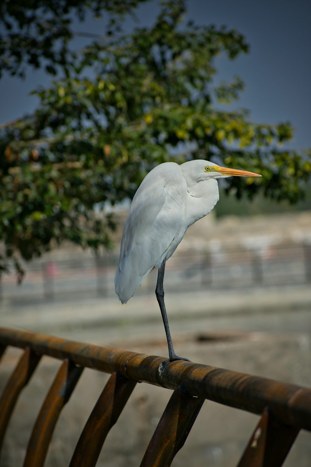 Great egret .