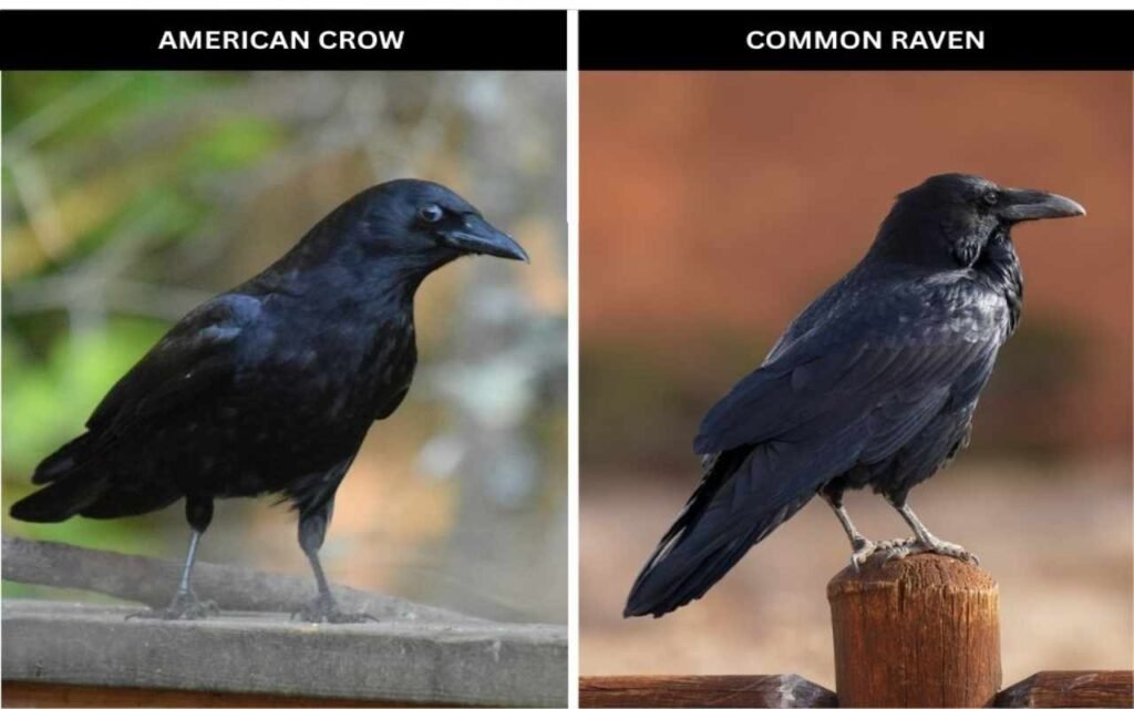 A side-by-side comparison of an American Crow and a Common Raven.