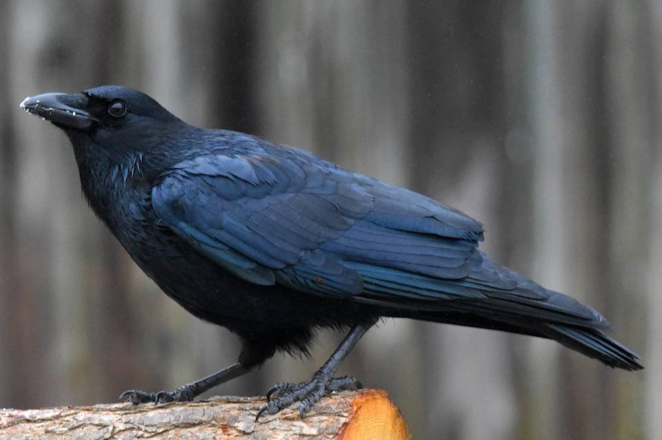 An American Crow perched on a log.
