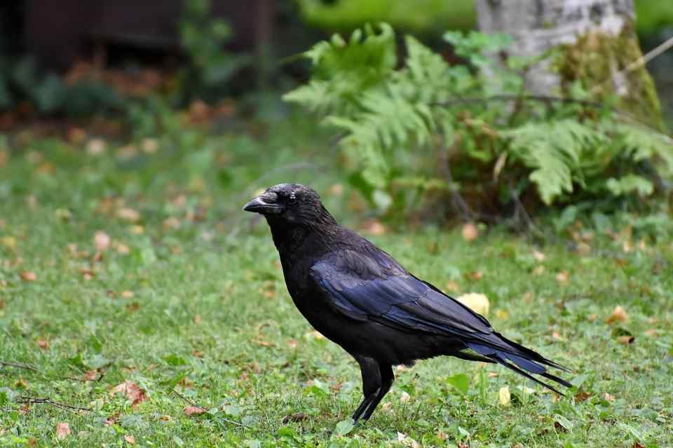 An American Crow foraging for food on a backyard lawn.