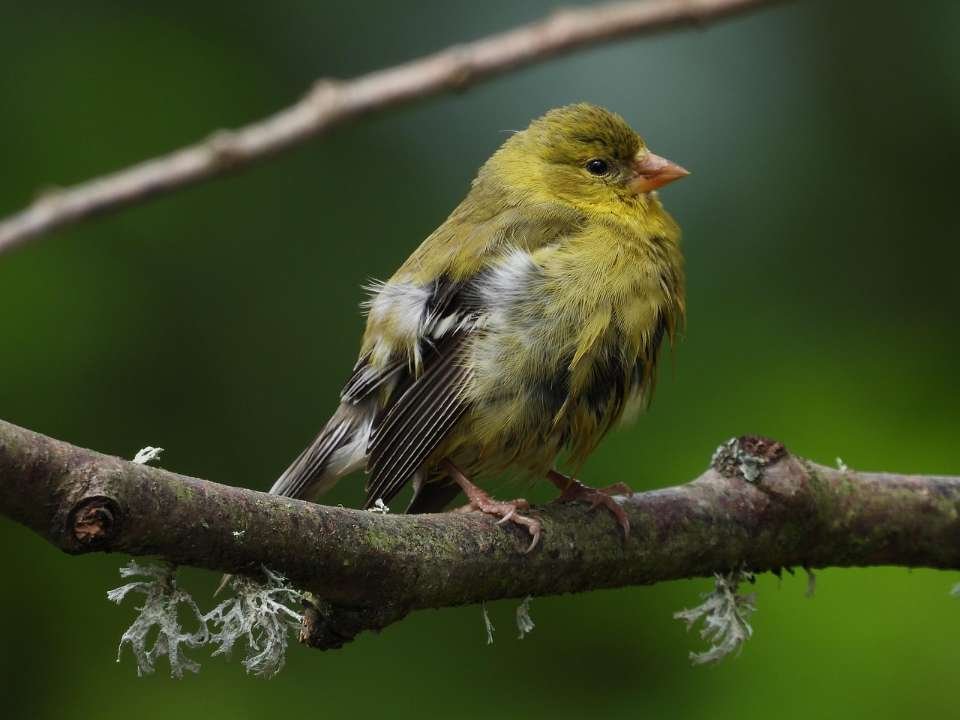 A male American Goldfinch with molting feathers.