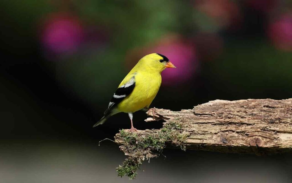 An American Goldfinch perched on an old, decaying tree.
