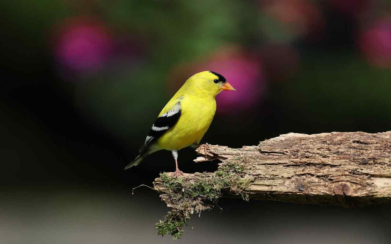 An American Goldfinch perched on an old, decaying tree.