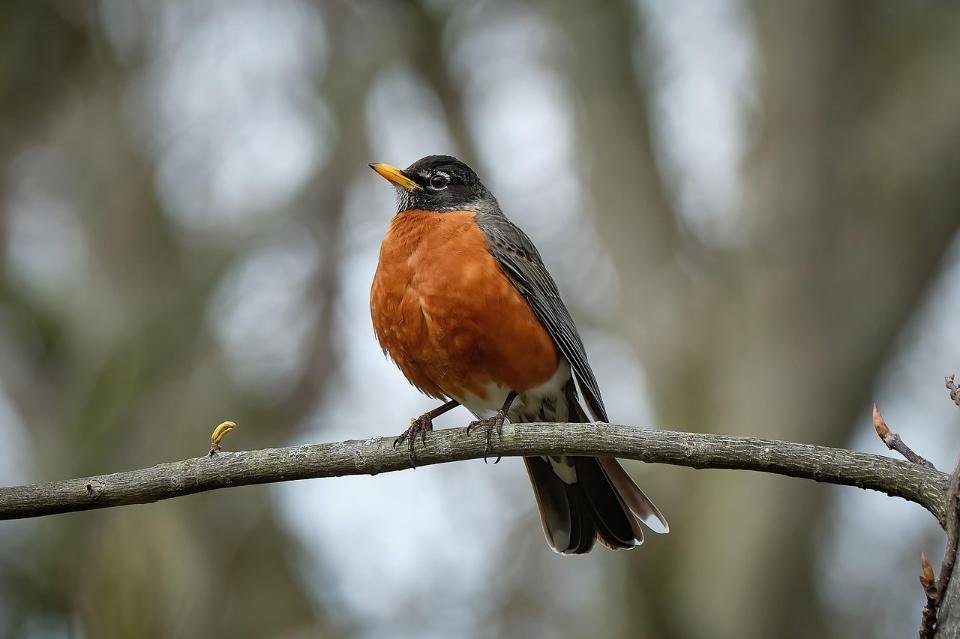 An American Robin perched on a tree branch.
