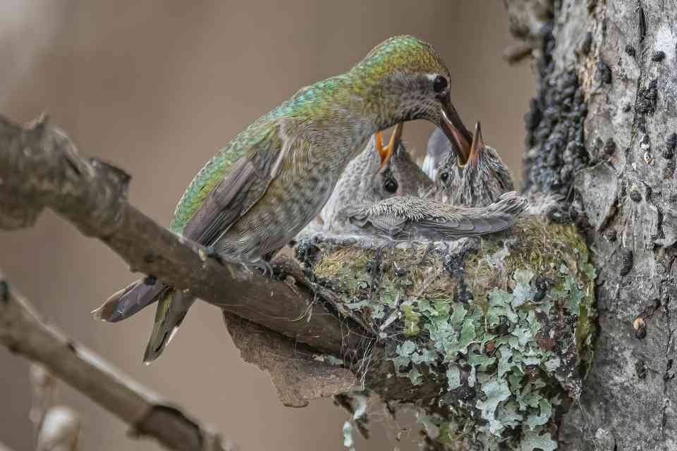 A mother Anna's Hummingbird feeding its nestlings.