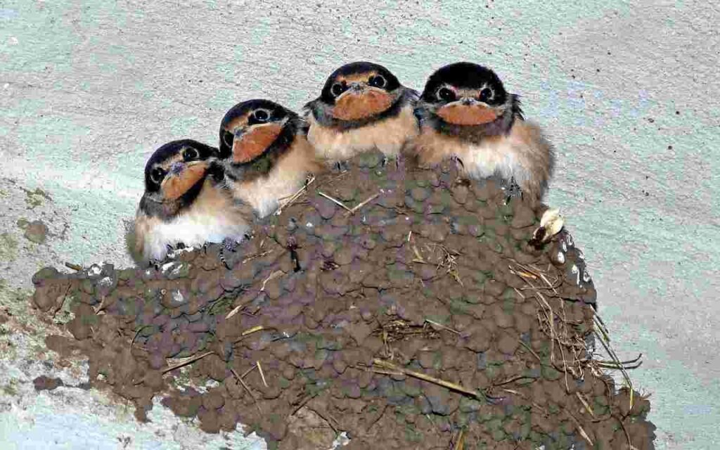 A Barn Swallow nest with nestlings.