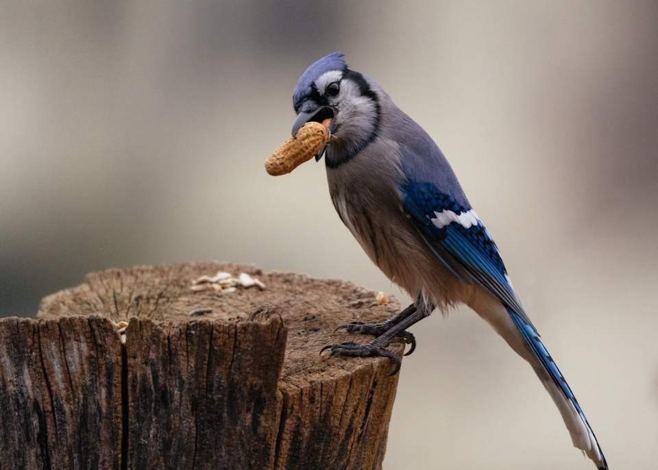 A blue jay perched on a tree stump, with peanut in its mouth.
