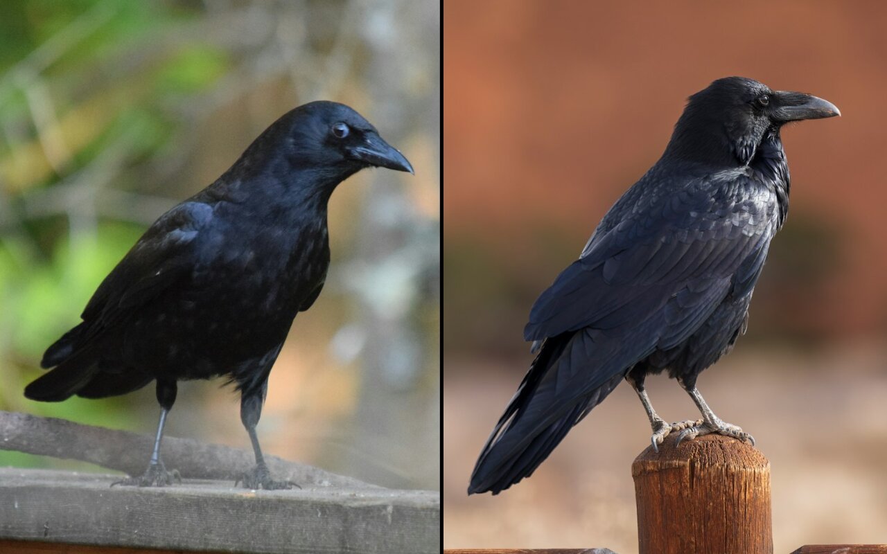 Side by side identification comparison showing a perched American crow with a straight slender beak on a gray ledge next to a common raven displaying a heavy hooked bill on a wooden fence post