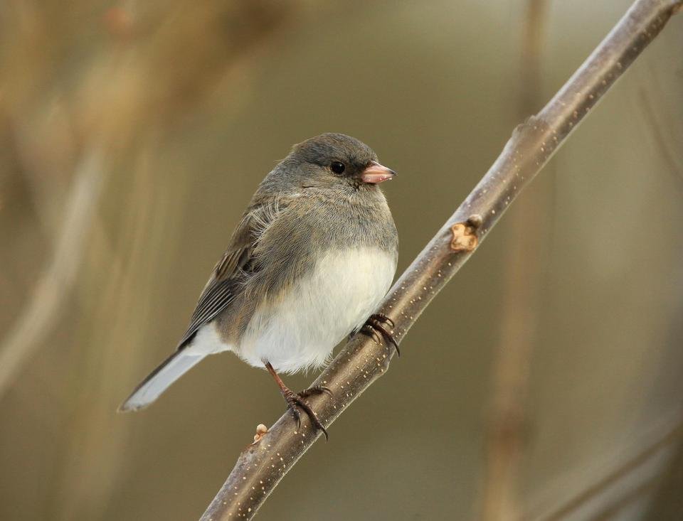 A Dark-eyed Junco perched on a tree branch.