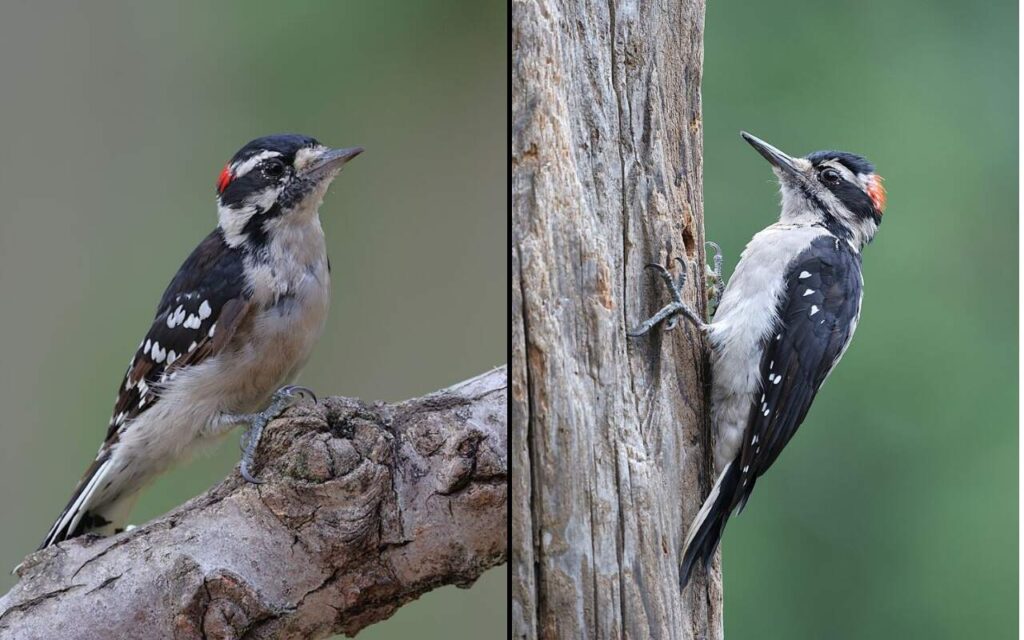 Side by side identification comparison showing a compact downy woodpecker perched on a thick branch next to a larger hairy woodpecker clinging vertically to a weathered tree trunk
