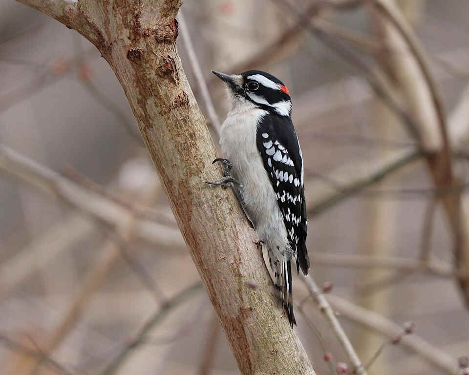A male downy woodpecker perched onto the side of a tree.