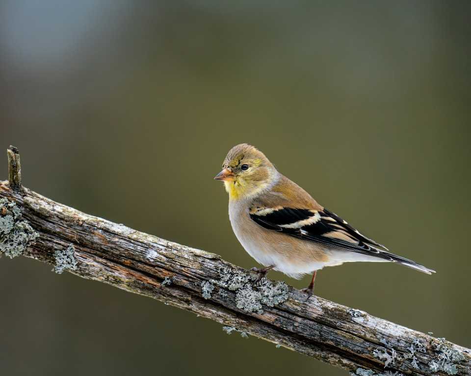 A female Goldfinch perched on a branch in spring.