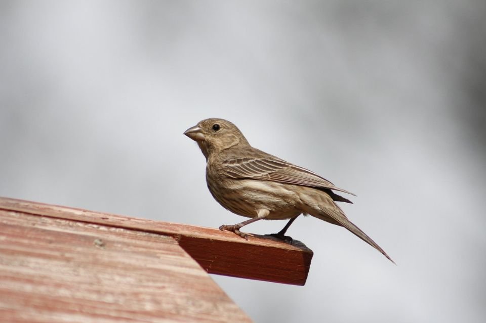 A female house finch perched on a ledge.