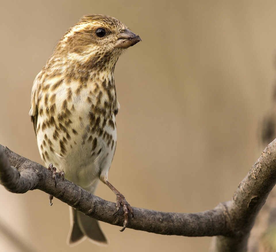 A female purple finch perched in a backyard tree.