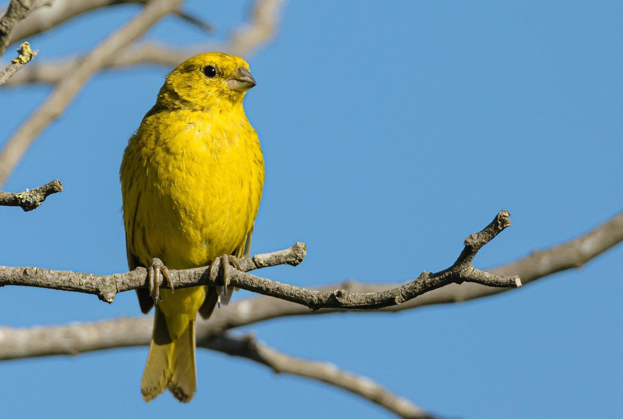goldfinch, bird, animal, wildlife, plumage, branch, perched, ornithology, birdwatching, nature, closeup, goldfinch, goldfinch, goldfinch, goldfinch, goldfinch, bird, animal, nature, nature