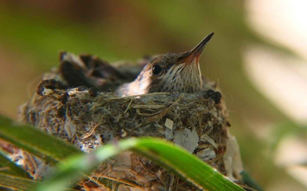 A hummingbird nest in a shrub.