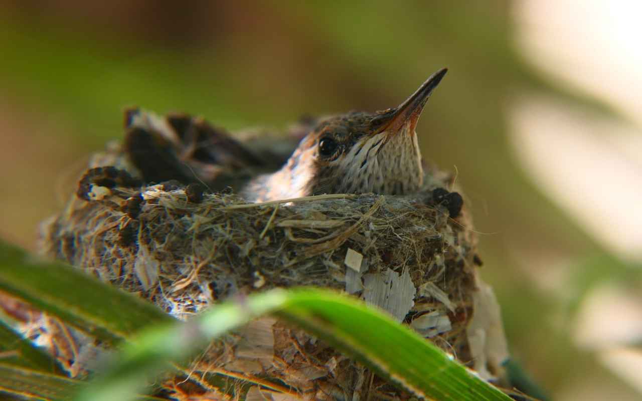 A hummingbird nest in a shrub.