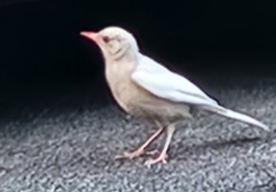 A rare leucistic American Robin with soft dove-white feathers, dark eyes, and an orange-pink beak standing on an Ontario driveway.
