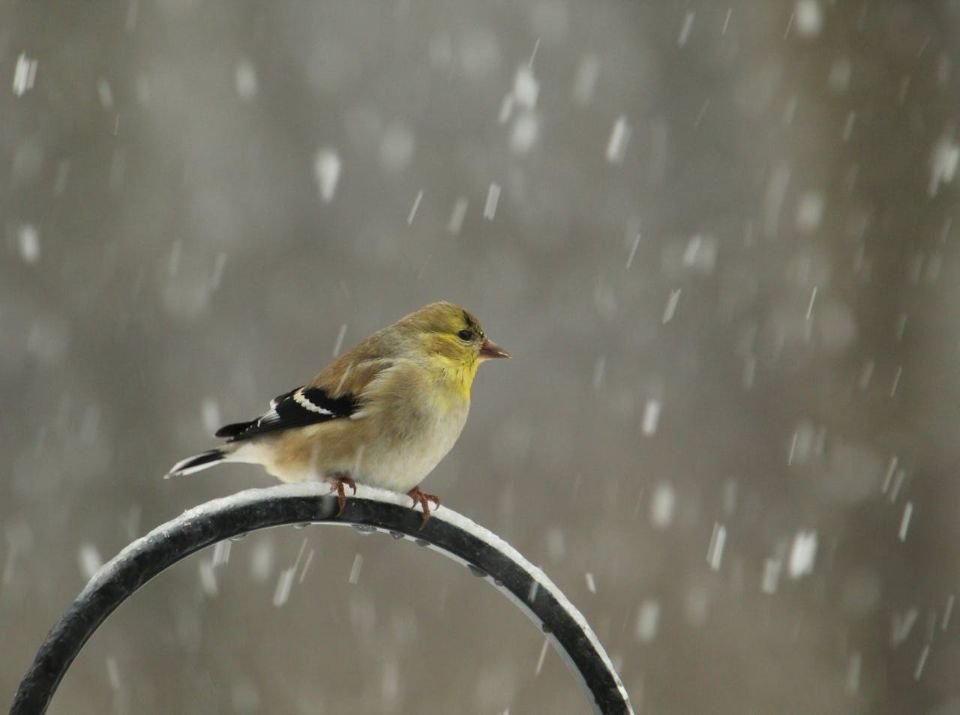 A male American goldfinch in winter.