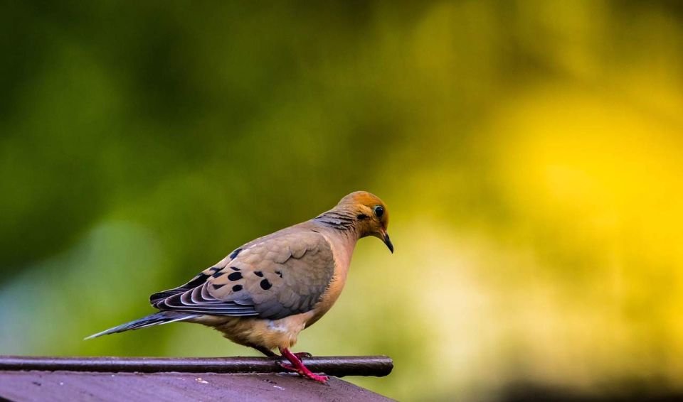 A Mourning Dove perched on the roof of a bird feeder.