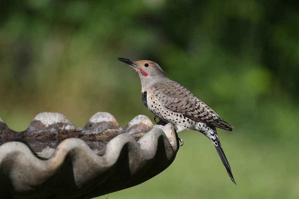 A Northern Flicker at a backyard bird bath.