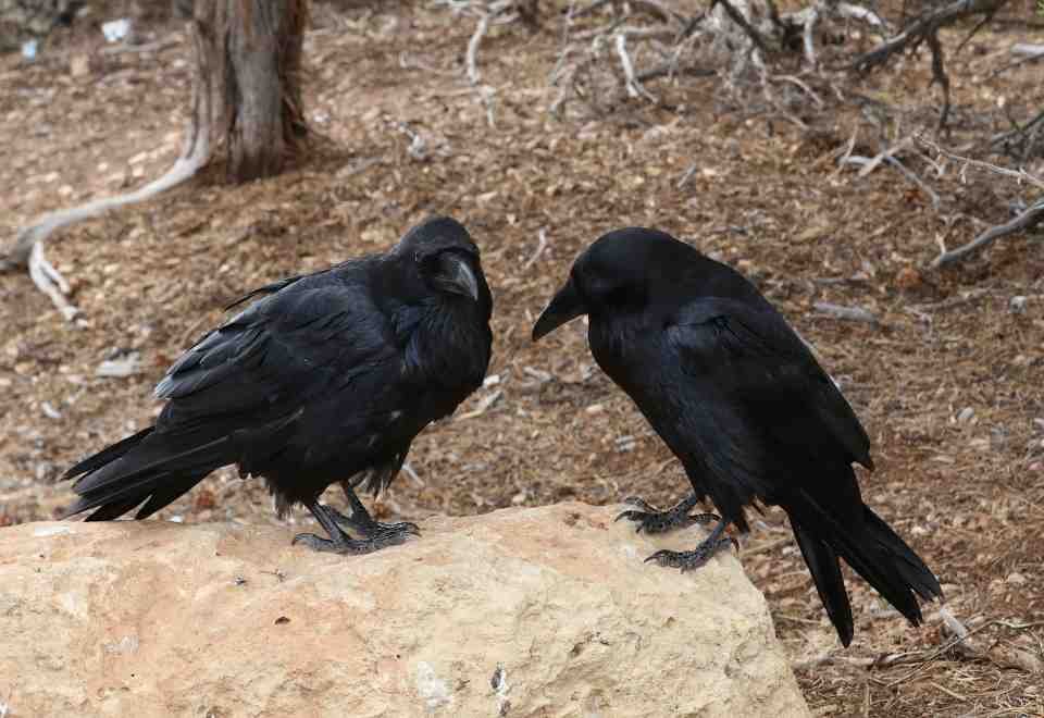A pair of Ravens perched on a large rock.