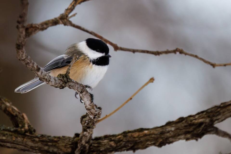 A Black-capped Chickadee on a tree branch.