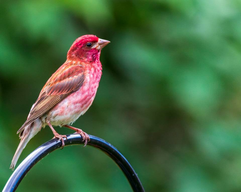 A male purple finch at a backyard bird feeder.