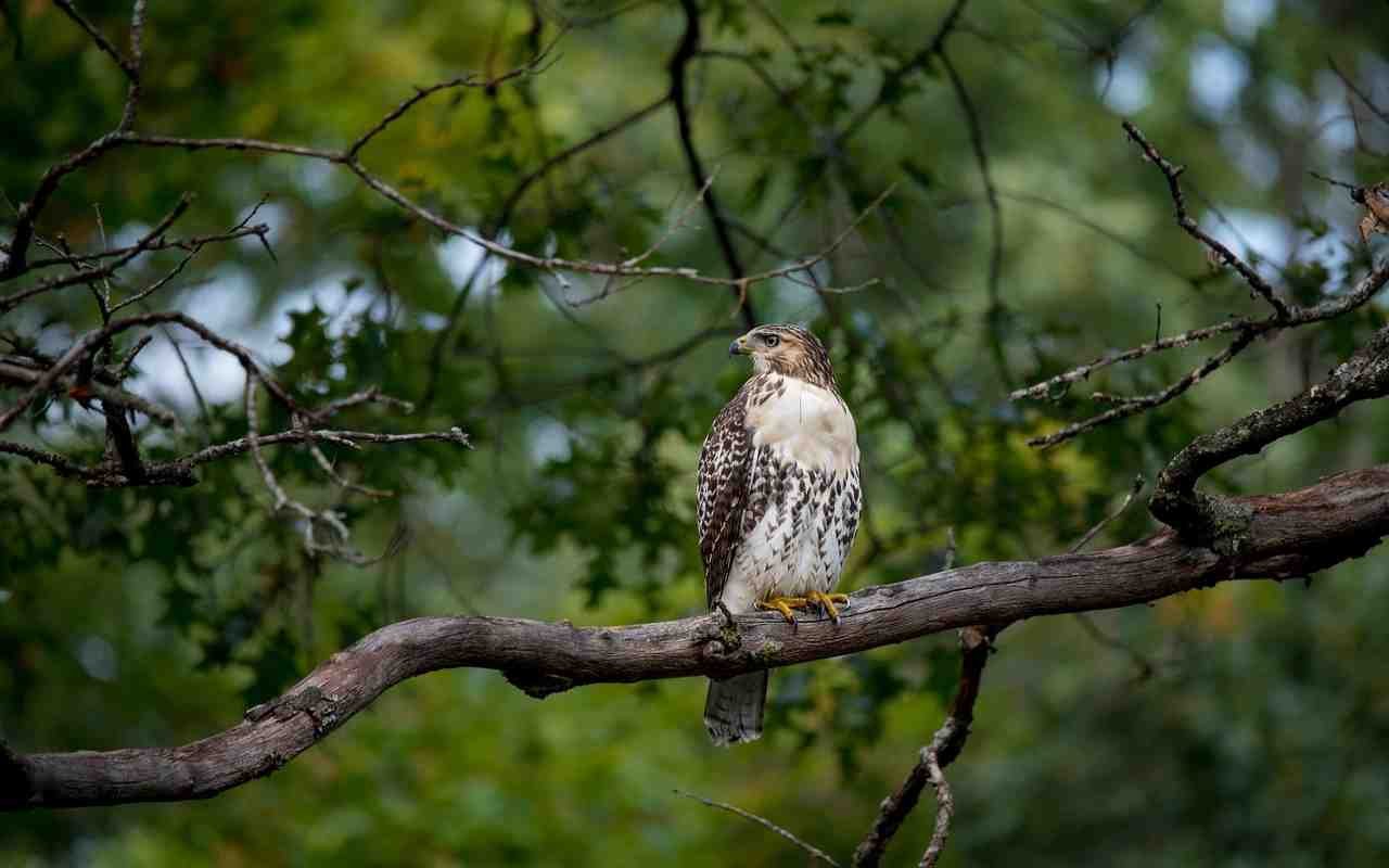 A Red-tailed hawk perched in a tree.