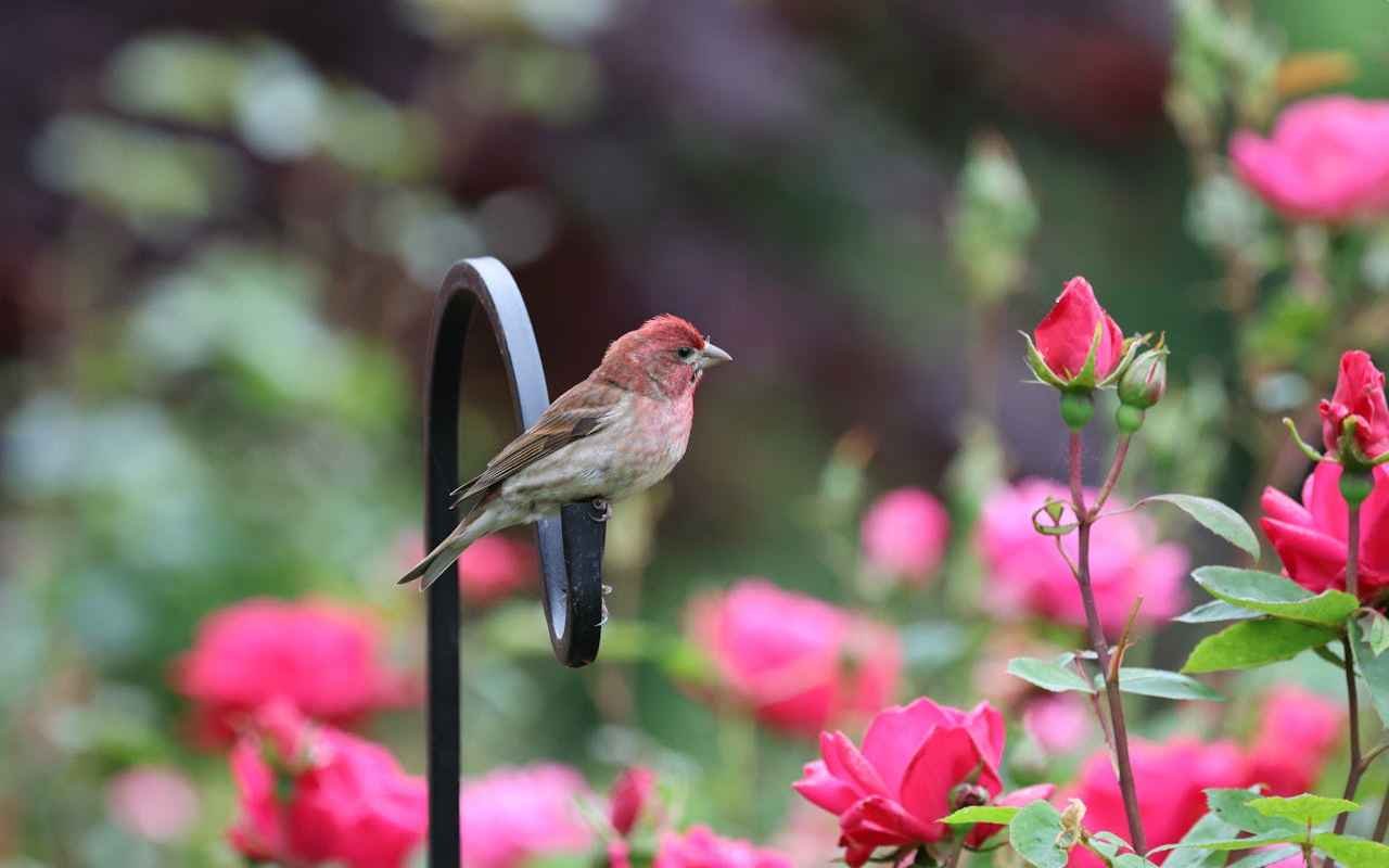 A House Finch perched near beautiful red roses.