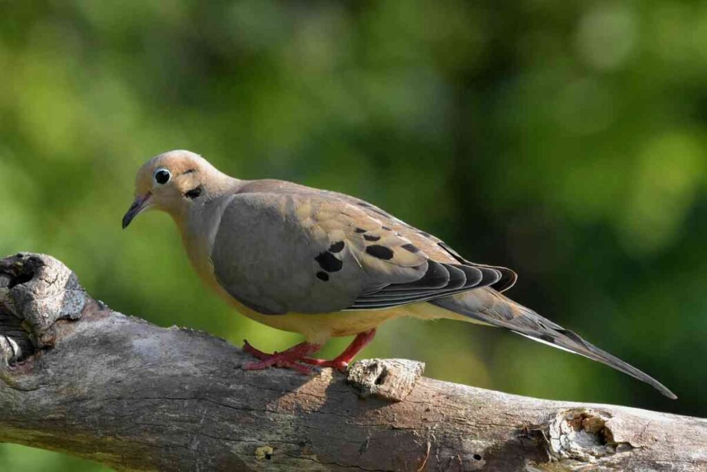 A Mourning Dove perched in a tree.