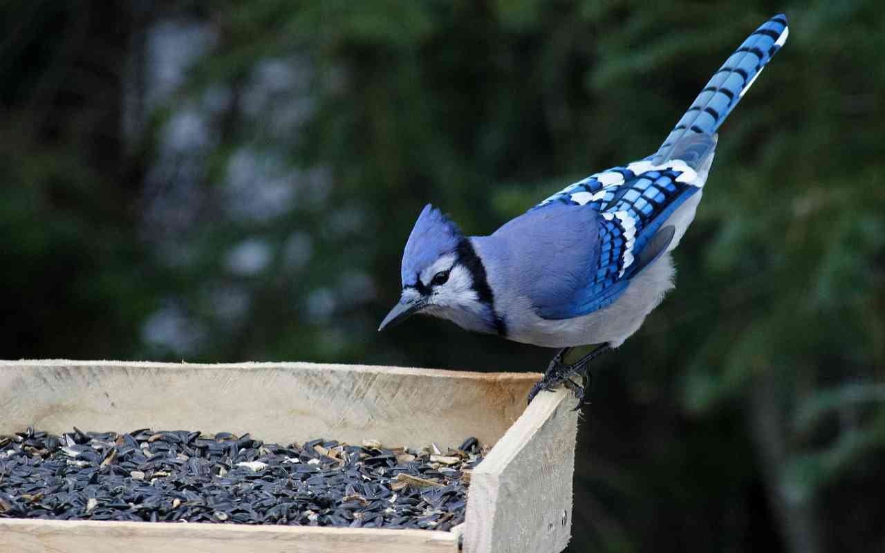 A Blue jay at a backyard tray feeder with black-oil sunflower seeds.