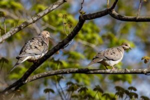 Why Do Mourning Doves Coo? What Their Calls Really Mean - FeatheredGuru