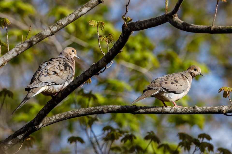 A pair of Mourning Doves perched in a tree.