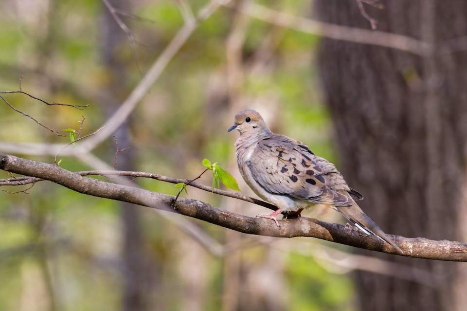 A Mourning Dove perched on a backyard tree branch.