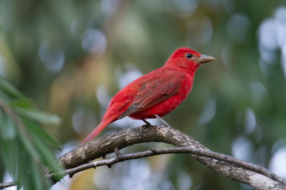 A Summer Tanager perched in a tree.