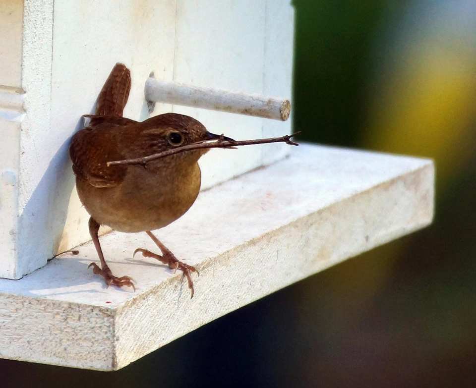 A Northern House Wren gathering nesting materials.