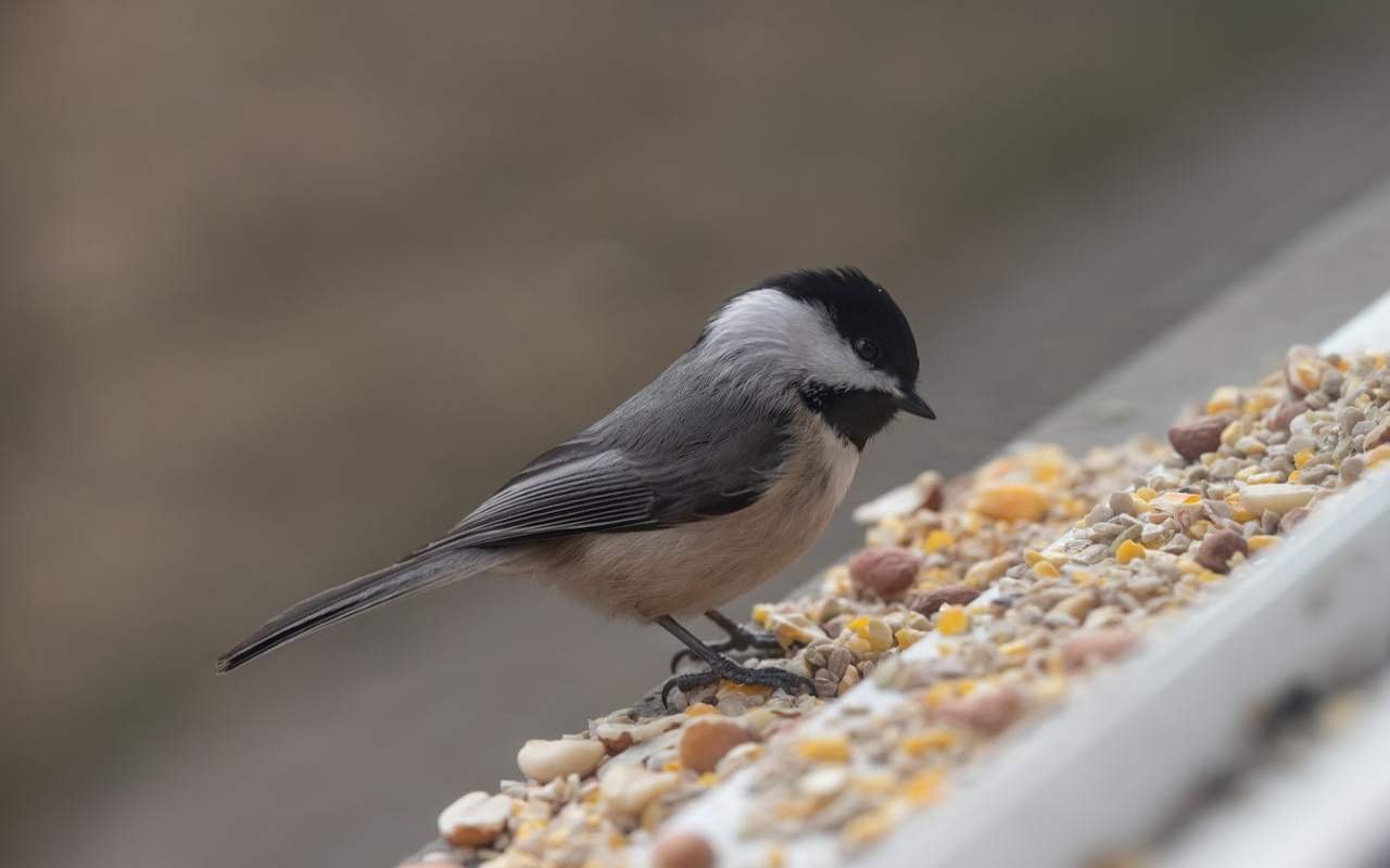 A Carolina Chickadee feeding on seeds at a backyard bird feeder.