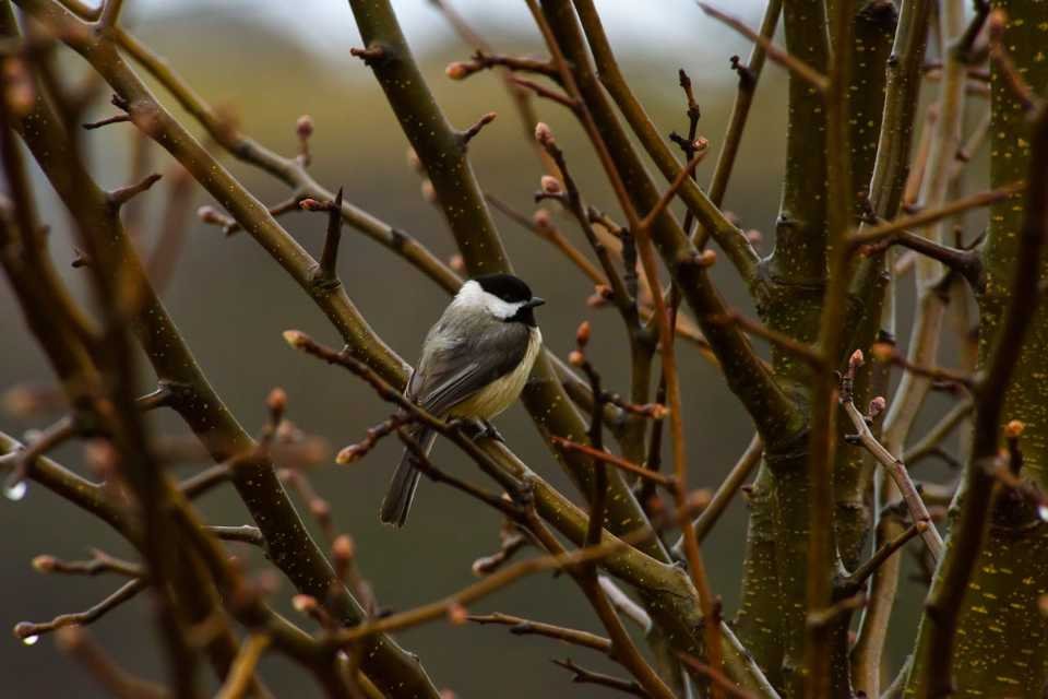 A Chickadee perched on a tree branch in autumn.