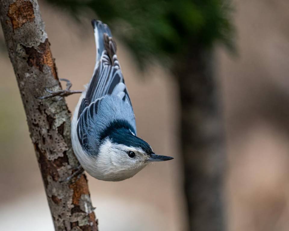A White breasted Nuthatch walking down a tree.